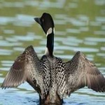 image of bird