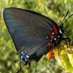 image of hairstreak #20