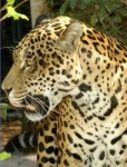 image of jaguar_car