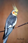 image of cockatiel