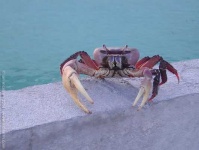 image of fiddler_crab