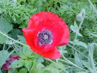 image of flower