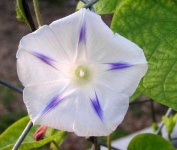 image of flower