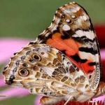 image of animal