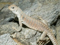 image of whiptail