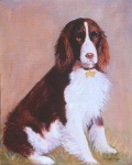 english_springer