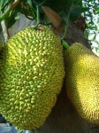 image of jackfruit