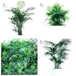image of palm_tree