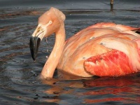 image of flamingo