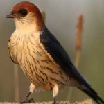 image of bird