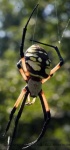 image of garden_spider