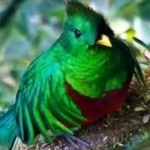 image of bird