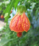 image of flower