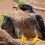 image of bird