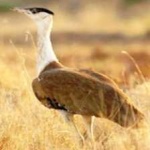image of bird