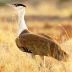 image of indian_bustard #32