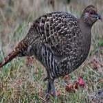 image of bird
