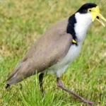 image of bird