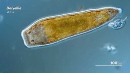 image of parasitic_flatworms