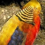 image of golden_pheasant #32