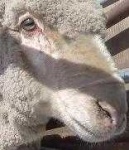 image of animal
