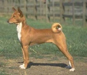 image of basenji
