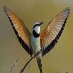 image of white_throated_bee_eater #6