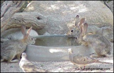 image of wood_rabbit