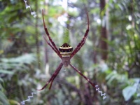 image of animal