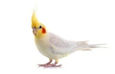image of cockatiel