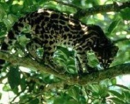 image of animal