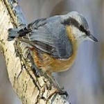 image of bird