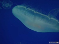 image of jellyfish