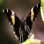 image of banded_butterfly #106