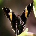 image of animal