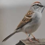 image of bird