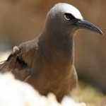 image of bird