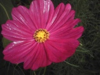 image of flower