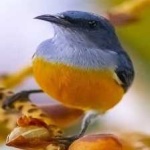 image of bird