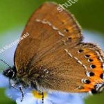 image of animal