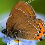 image of hairstreak #32