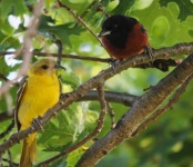image of oriole