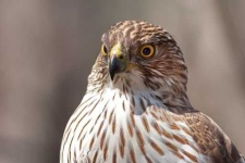 image of hawk