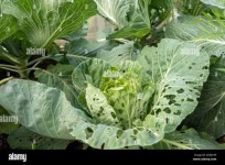 image of damage_to_cabbage_leaves