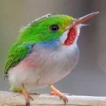 image of bird
