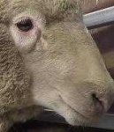 image of animal