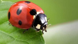 image of ladybugs #26