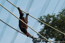 image of orangutan