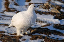 image of ptarmigan