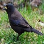 image of bird
